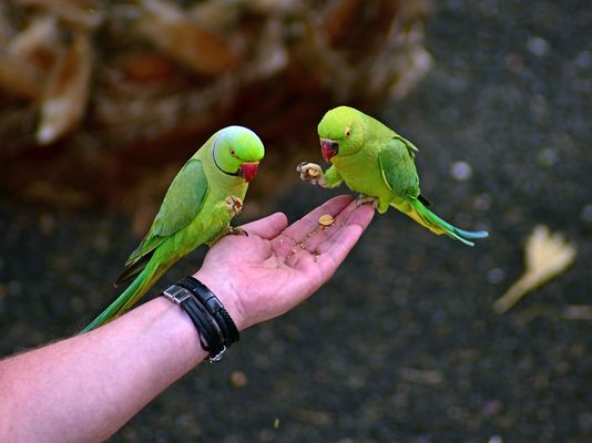 Wilde Sittiche haben sich mit den Reisenden auf den Kanarischen Inseln angefreundet