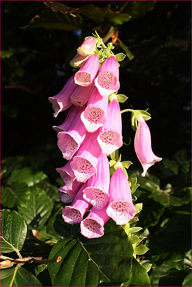 Wilde Sommerblüher