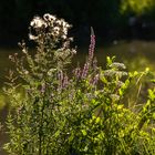 Wilde Sommerblumen im Gegenlicht