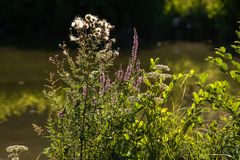 Wilde Sommerblumen im Gegenlicht