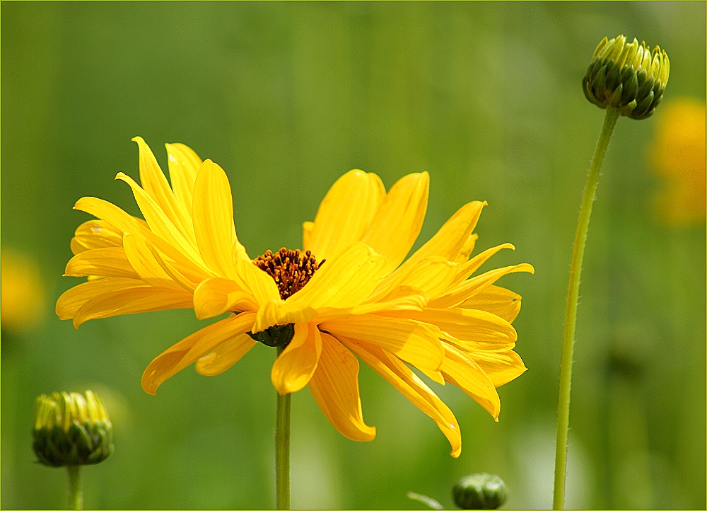 Wilde Sonnenblume