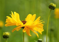 Wilde Sonnenblume