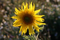 wilde Sonnenblume mit flammenden Blütenblättern