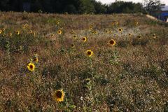 wilde Sonnenblumen auf dem Feld