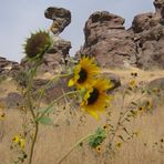 Wilde Sonnenblumen und Balance Rock