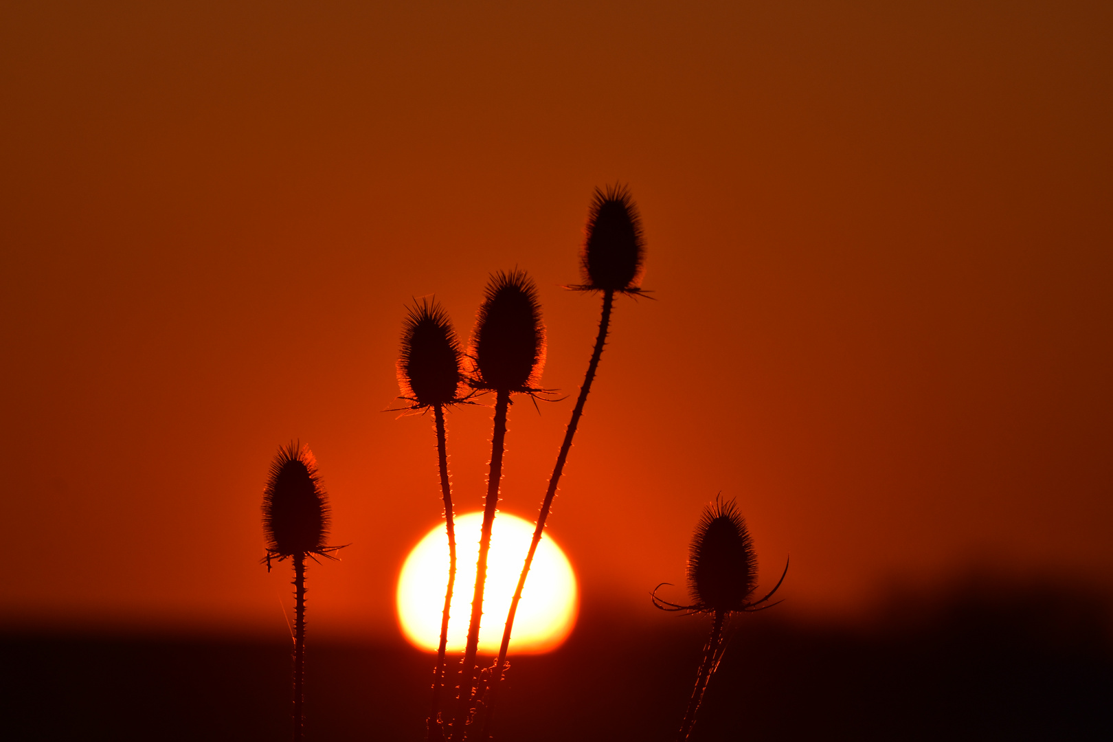 Wilde Sonnenkarden ;-) 