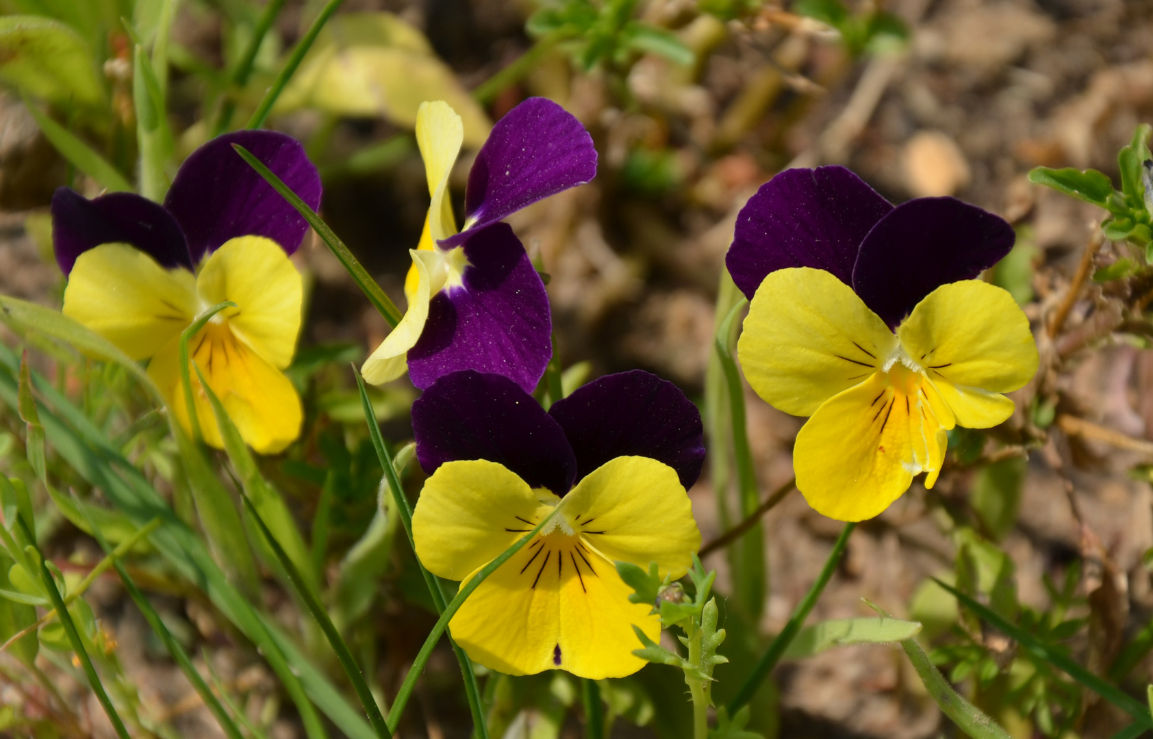 Wilde Stiefmütterchen (Viola tricolor)