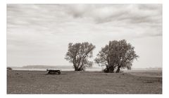 WILDE STILLE AM BODDEN