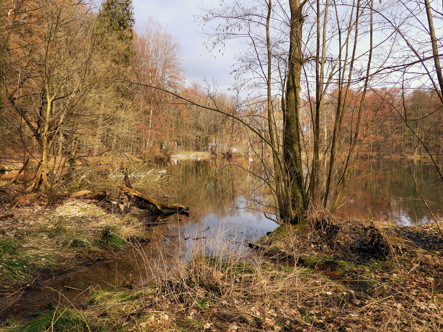 Wilde Teichlandschaft (2)