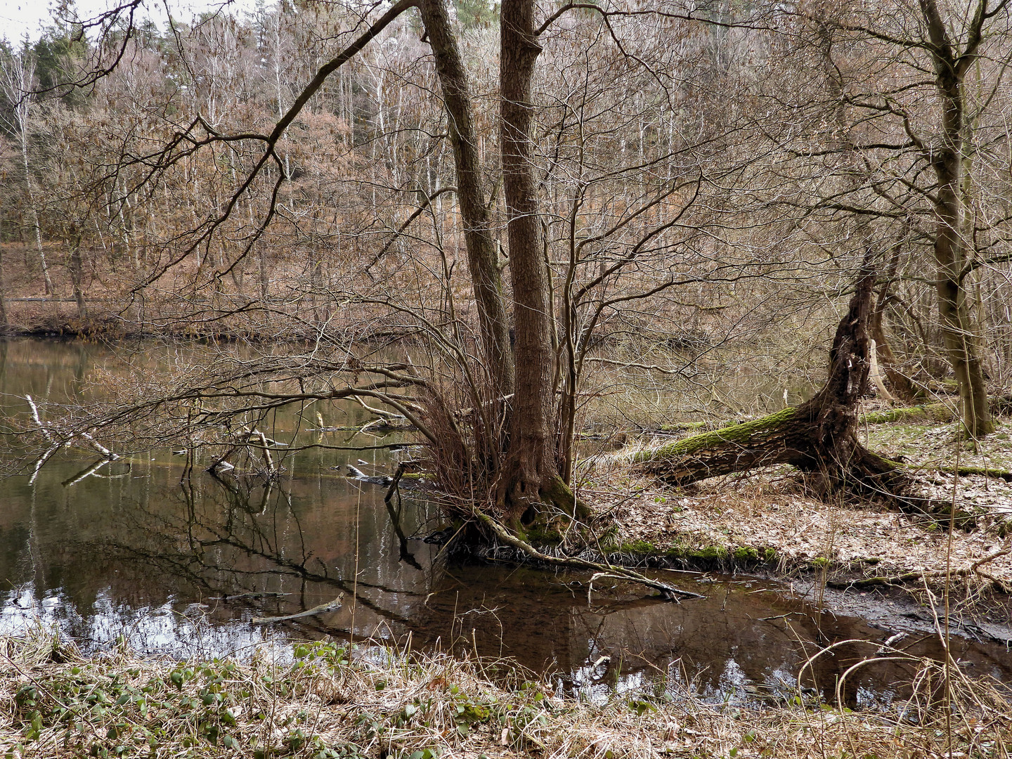 Wilde Teichlandschaft