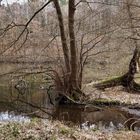 Wilde Teichlandschaft