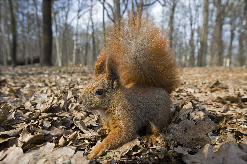 Wilde Tiere... Foto & Bild | tiere, wildlife, säugetiere Bilder auf