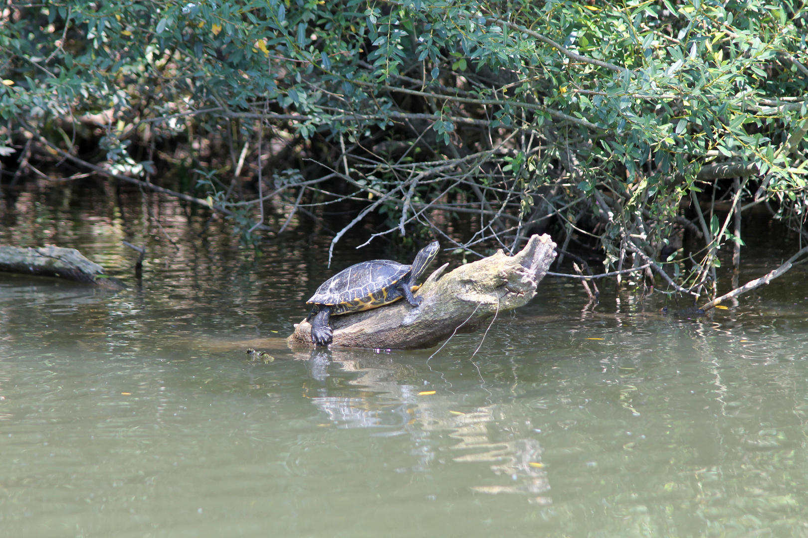 wilde Tiere an der Lahn