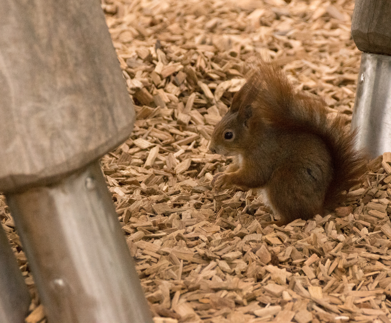 "Wilde" Tiere in der Wilhelma