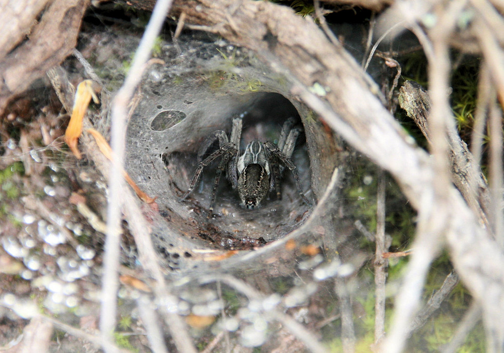 Wilde Tiere in Peru