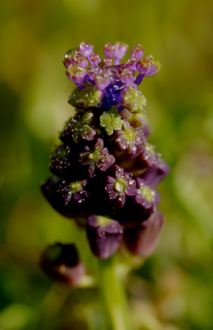 wilde Traubenhyazinthe