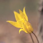 Wilde Tulipane