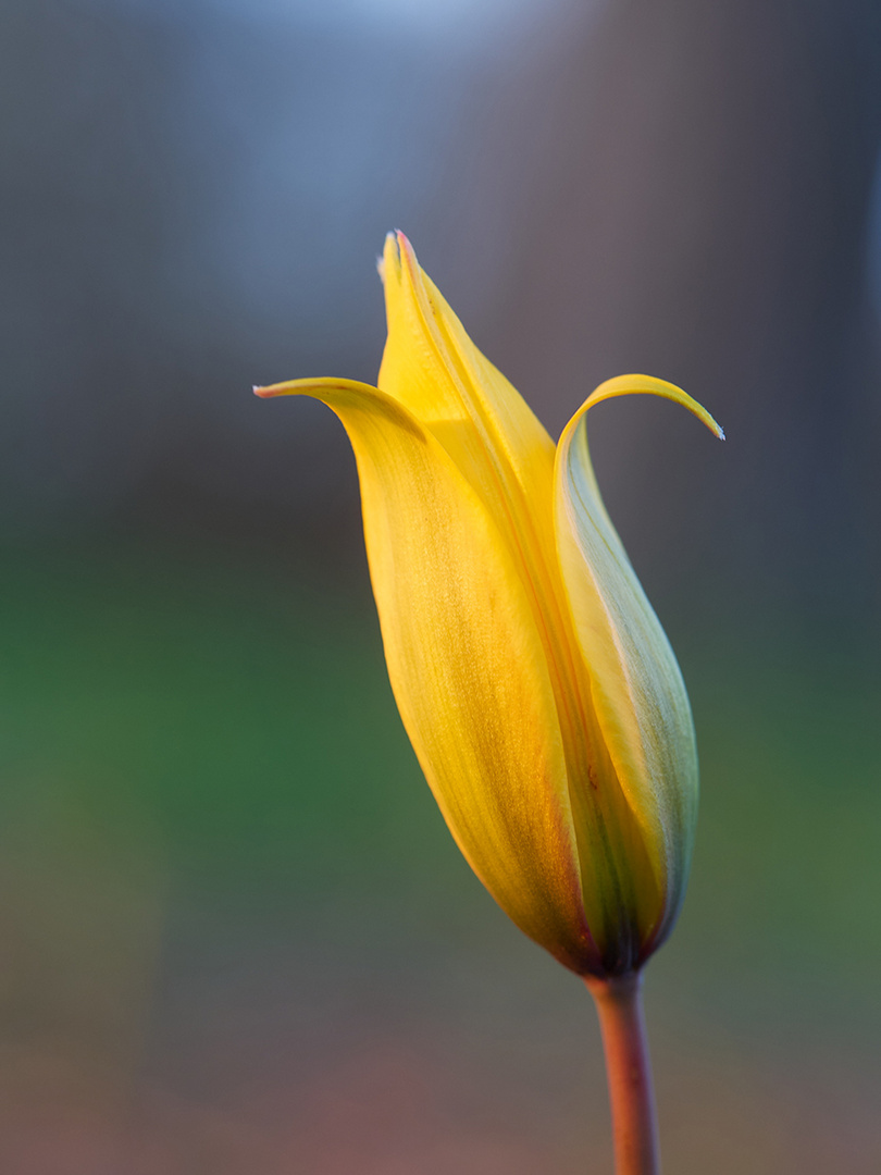 wilde Tulpe