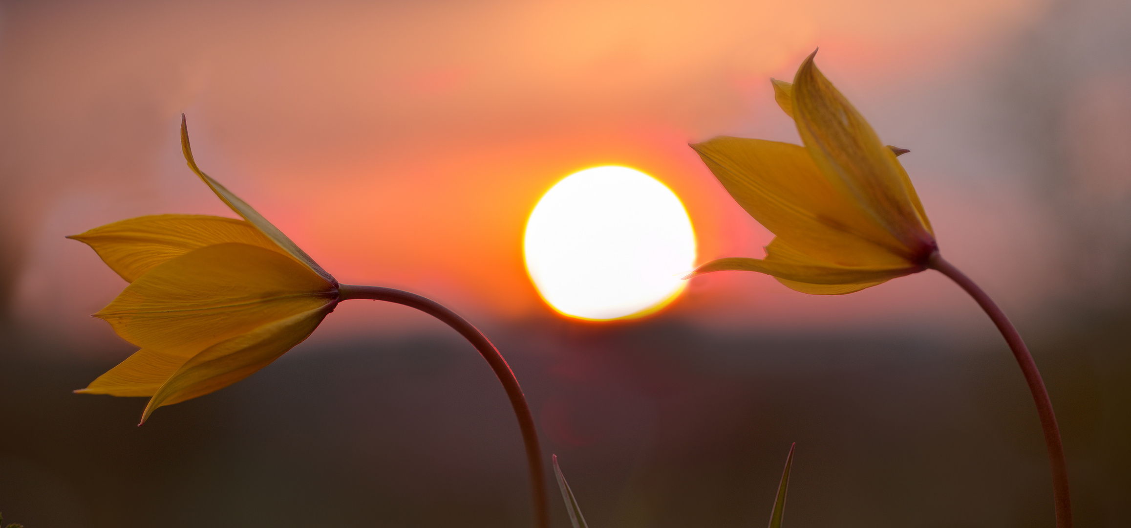 Wilde Tulpe (10) mit untergehender Sonne
