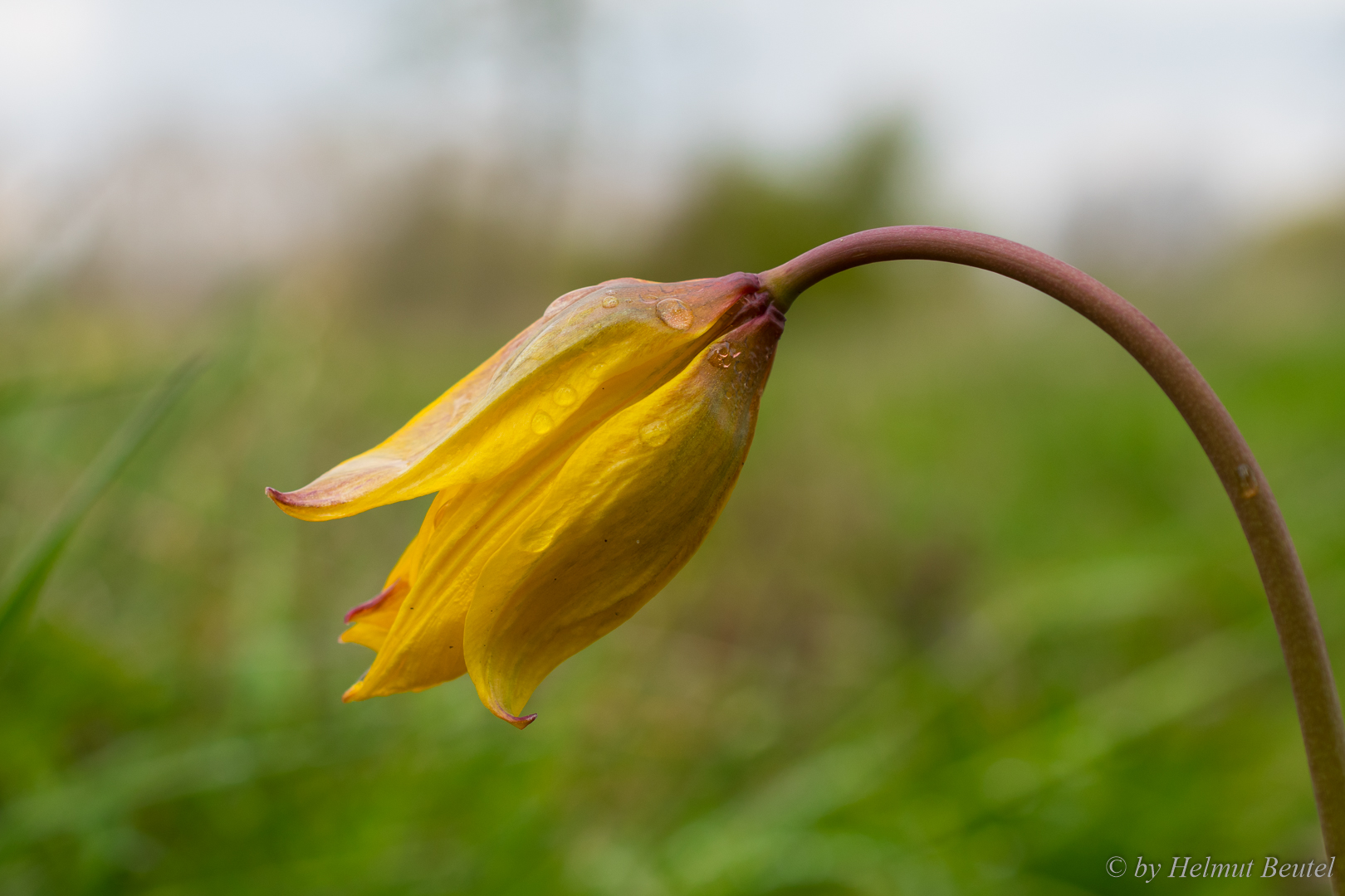 Wilde Tulpe 2