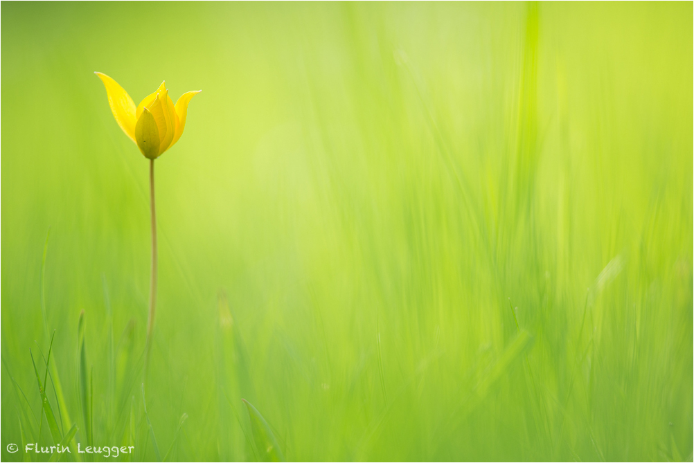 Wilde Tulpe