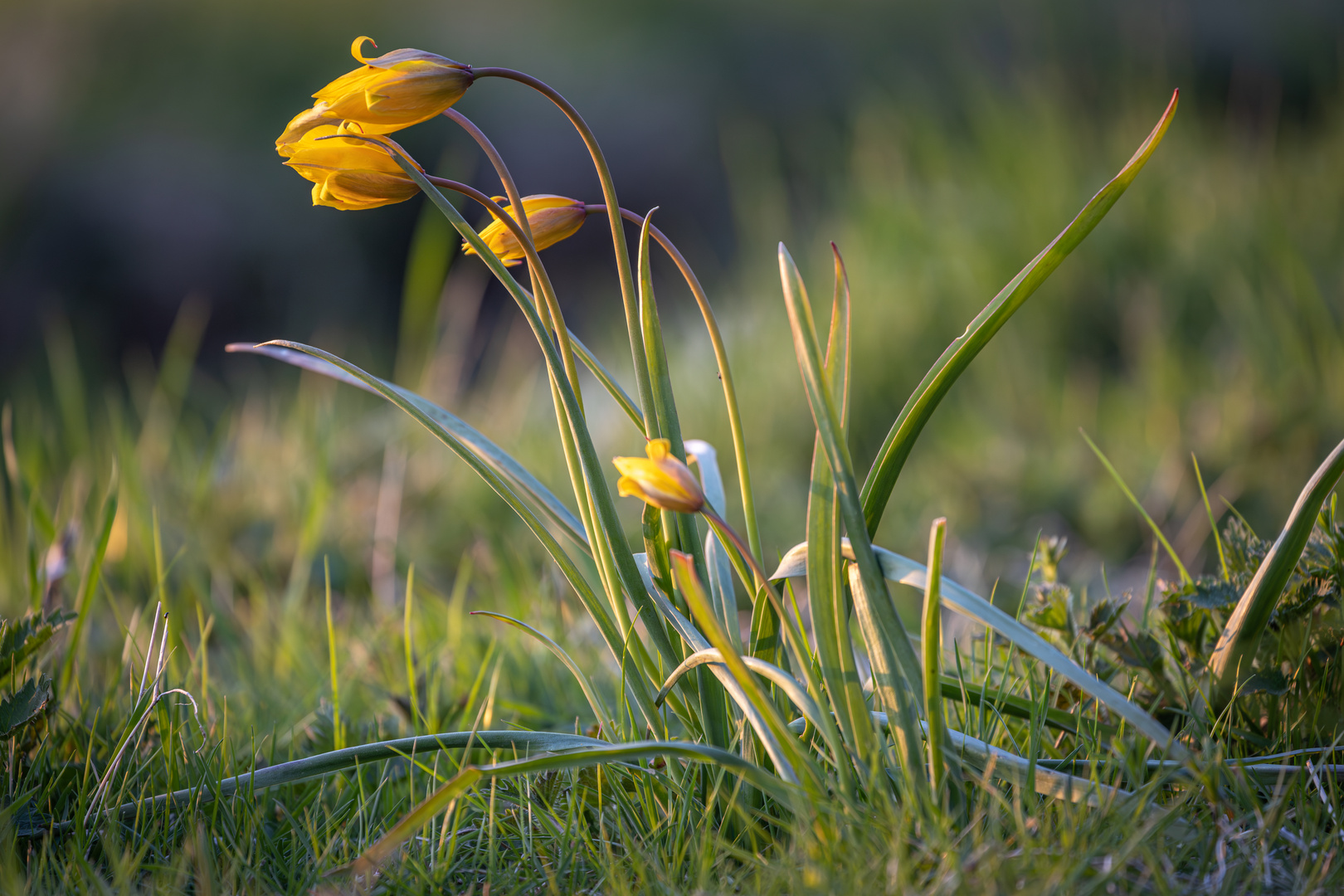 Wilde Tulpe