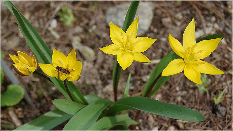 Wilde Tulpe