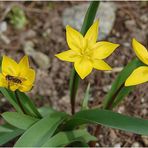 Wilde Tulpe