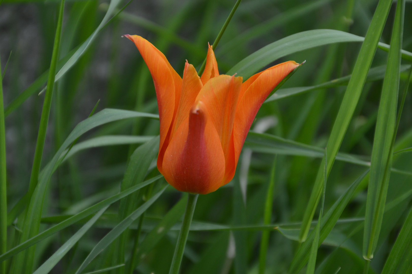 "Wilde" Tulpe