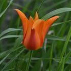 "Wilde" Tulpe