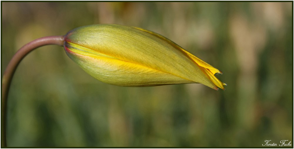 wilde Tulpe