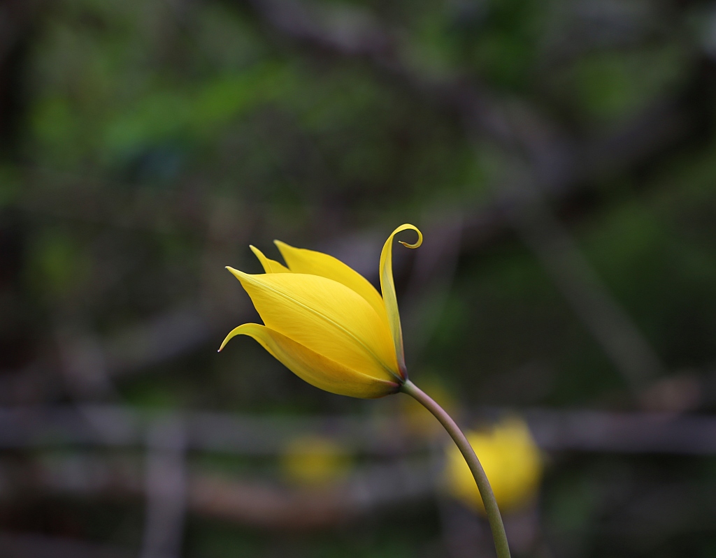 Wilde Tulpe