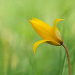 Wilde Tulpe – Begegnung in Gelb