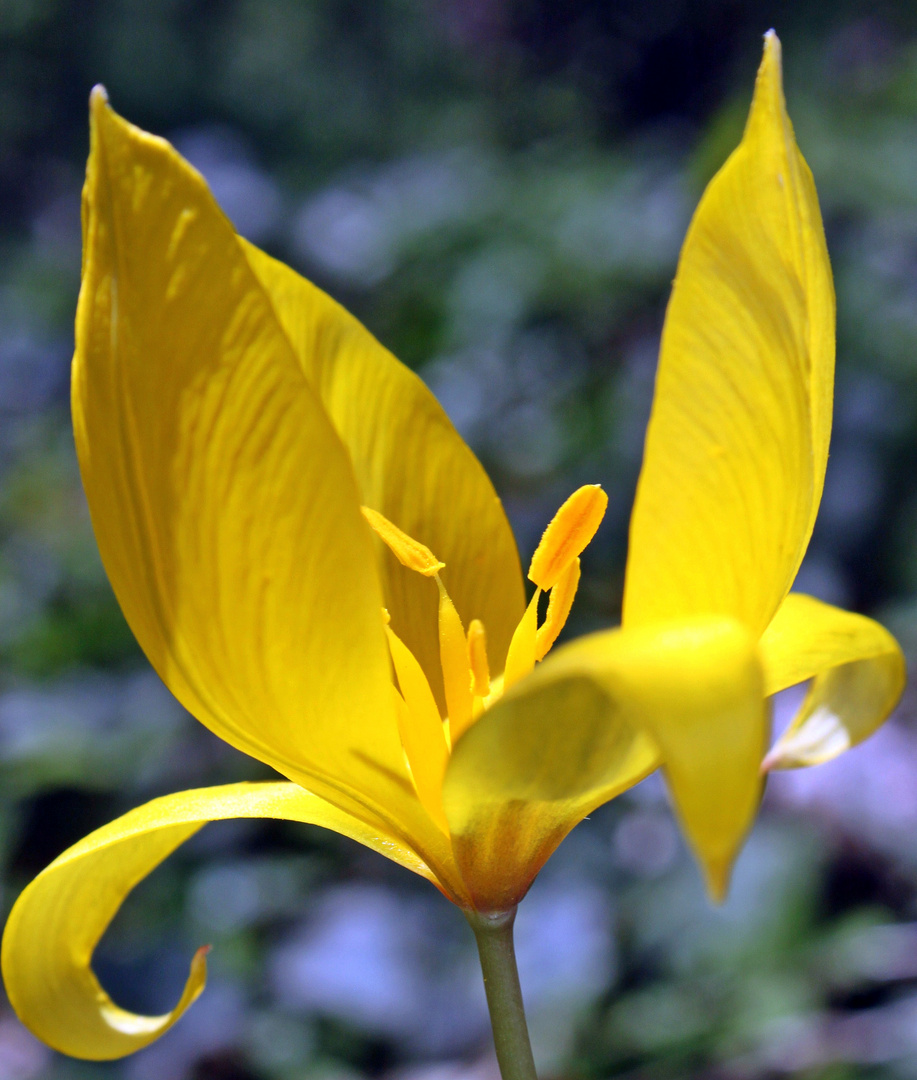 Wilde Tulpe - Blüte