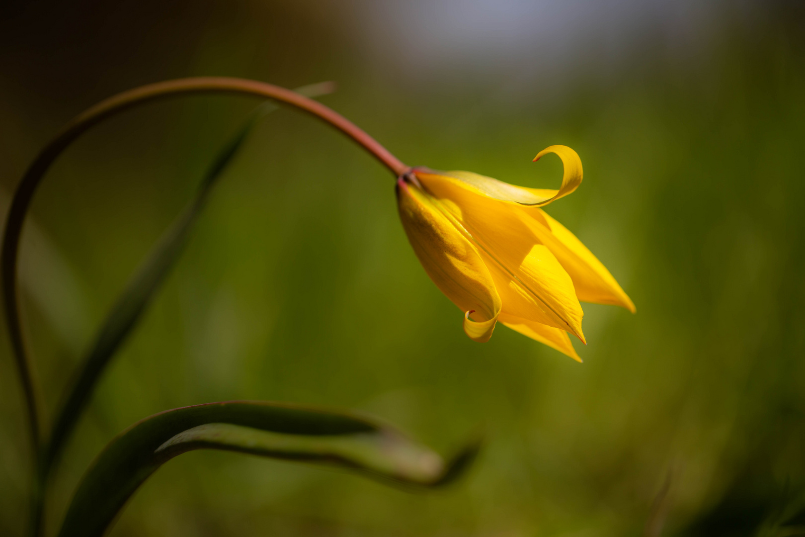 Wilde Tulpe