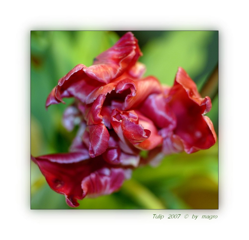 Wilde Tulpe