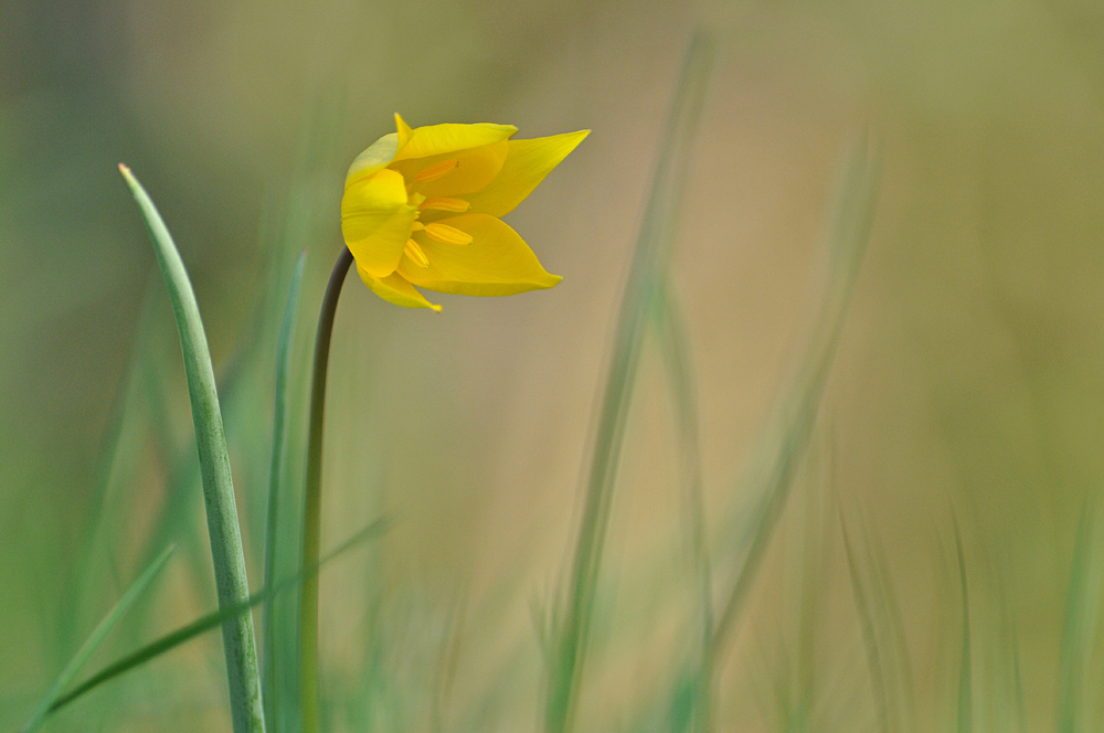 Wilde Tulpe: Filigrane Schönheit in Gelb