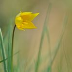 Wilde Tulpe: Filigrane Schönheit in Gelb