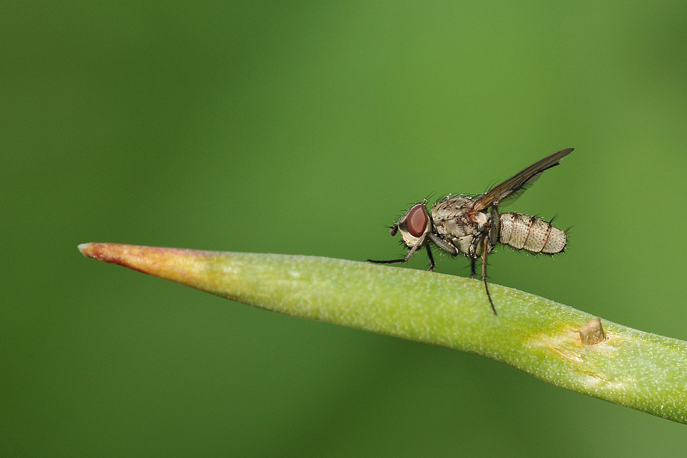 Wilde Tulpe – Fliegenbesuch