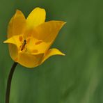 Wilde Tulpe – Insektenbesuch