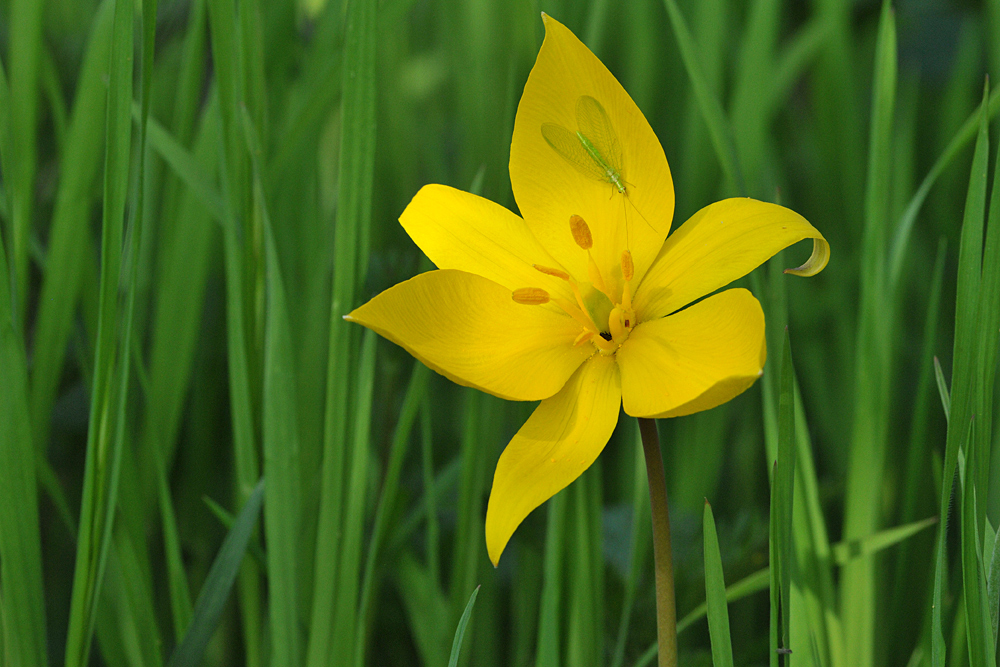 Wilde Tulpe: Mit Florfliegen – Garnierung