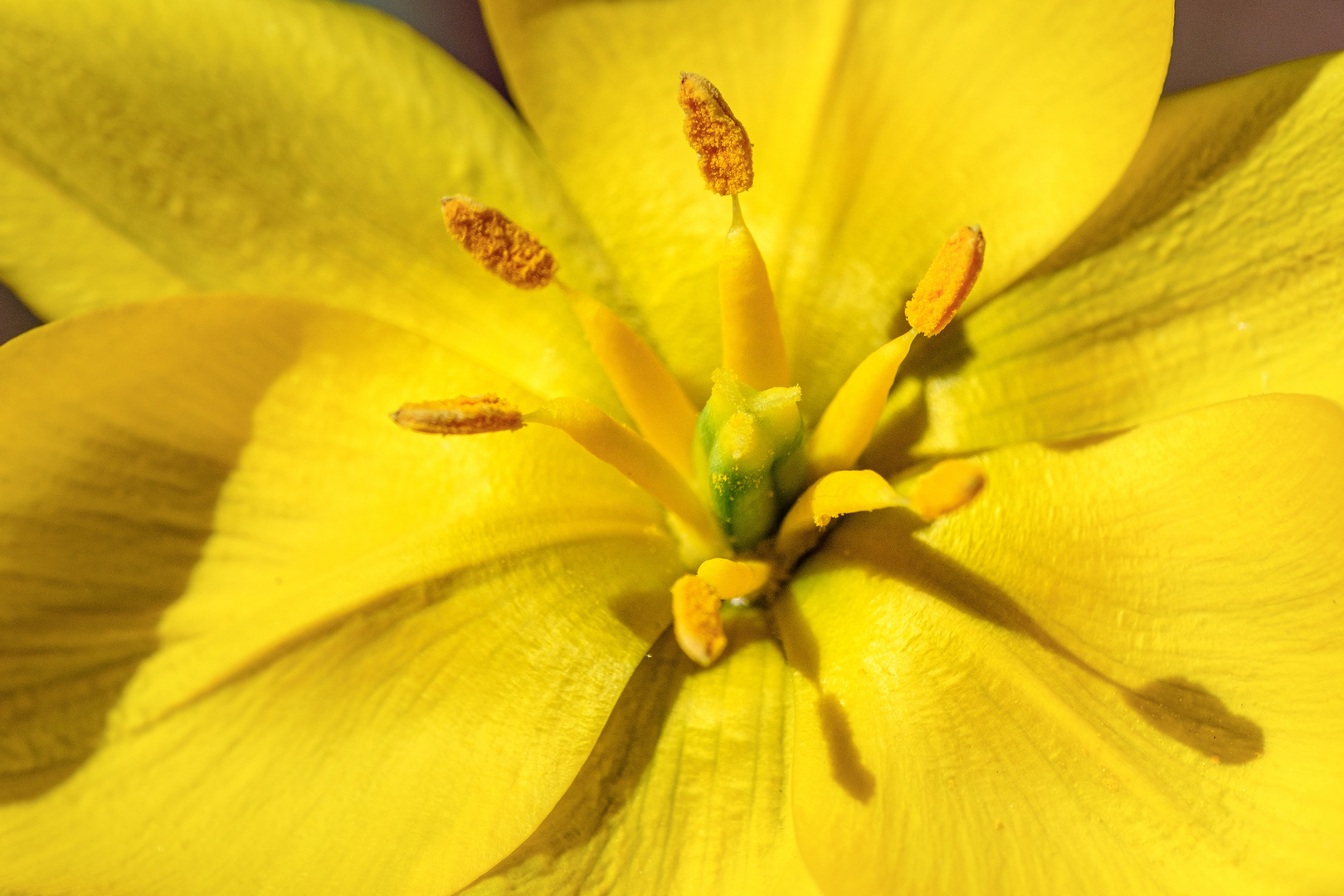 Wilde Tulpe mit Makroaufnahme