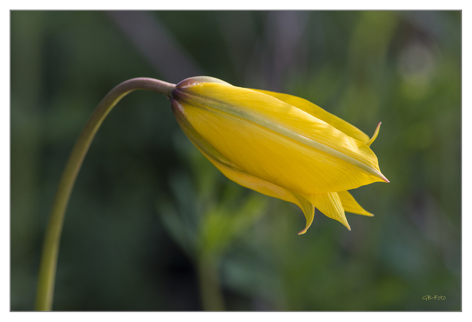 Wilde Tulpe oder Weinberg-Tulpe