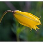 Wilde Tulpe oder Weinberg-Tulpe