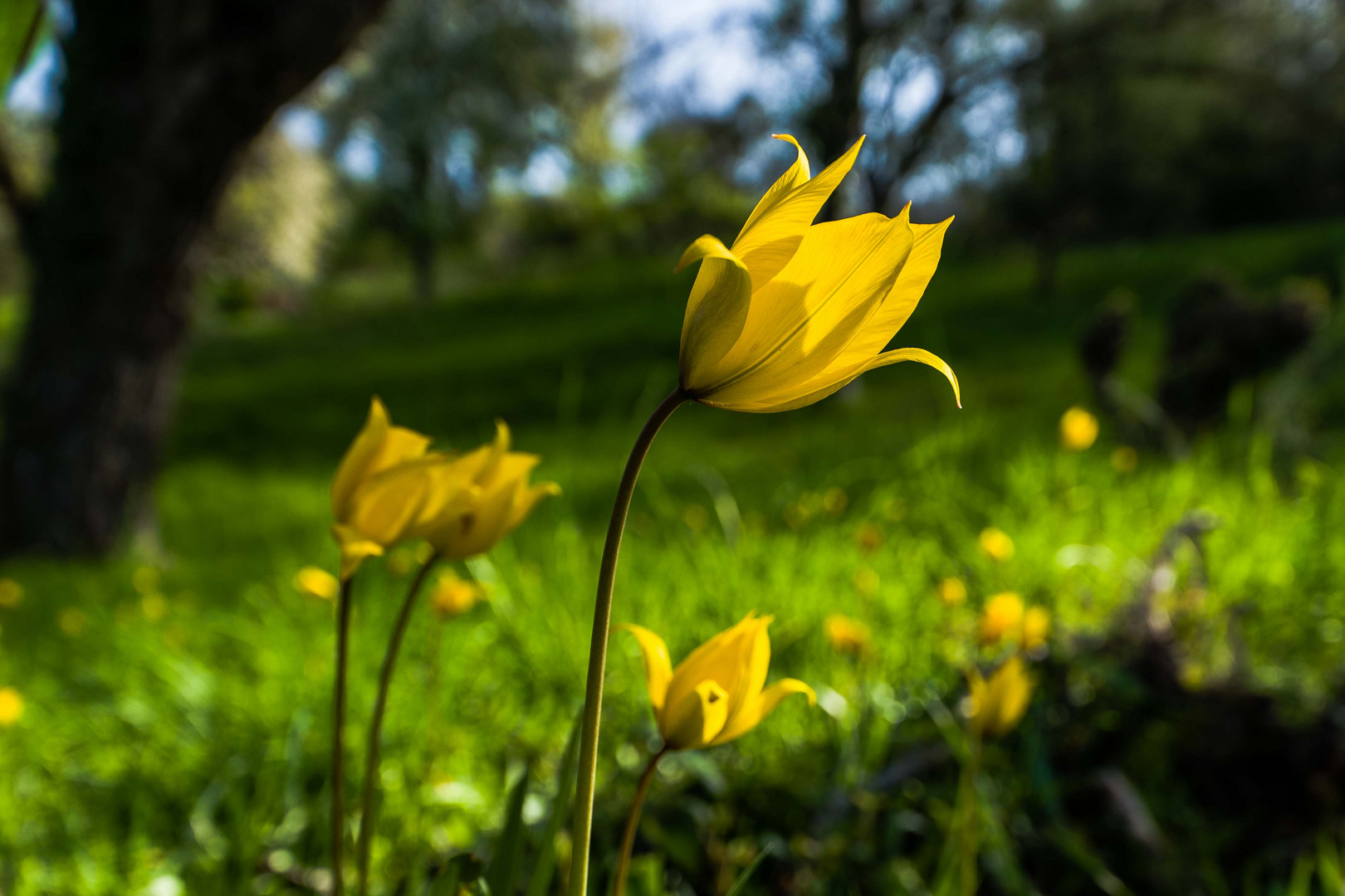 Wilde Tulpe oder Weinbergtulpe (Tulpia sylvestris)