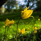 Wilde Tulpe oder Weinbergtulpe (Tulpia sylvestris)