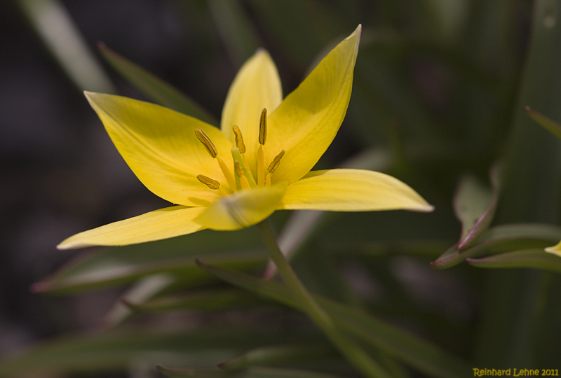 Wilde Tulpe  ( Tulipa sylvestris )