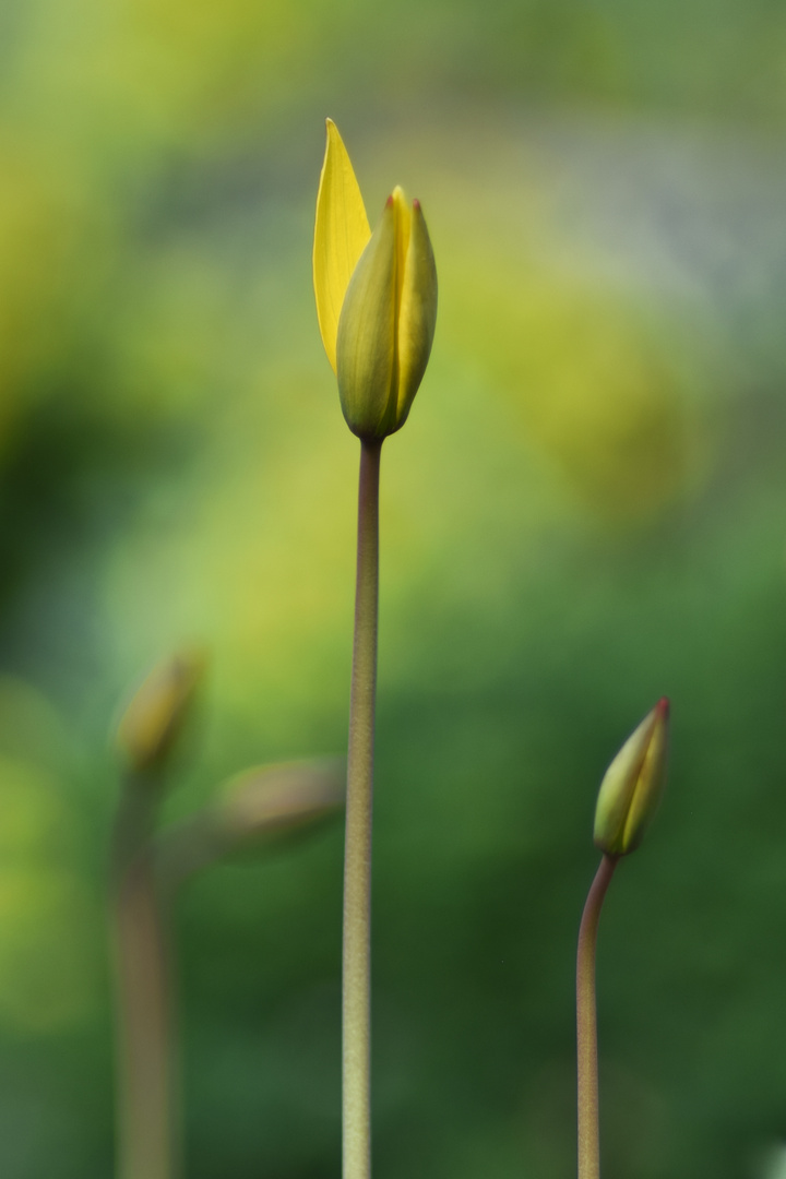 Wilde Tulpe (Tulipa sylvestris)