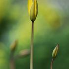 Wilde Tulpe (Tulipa sylvestris)