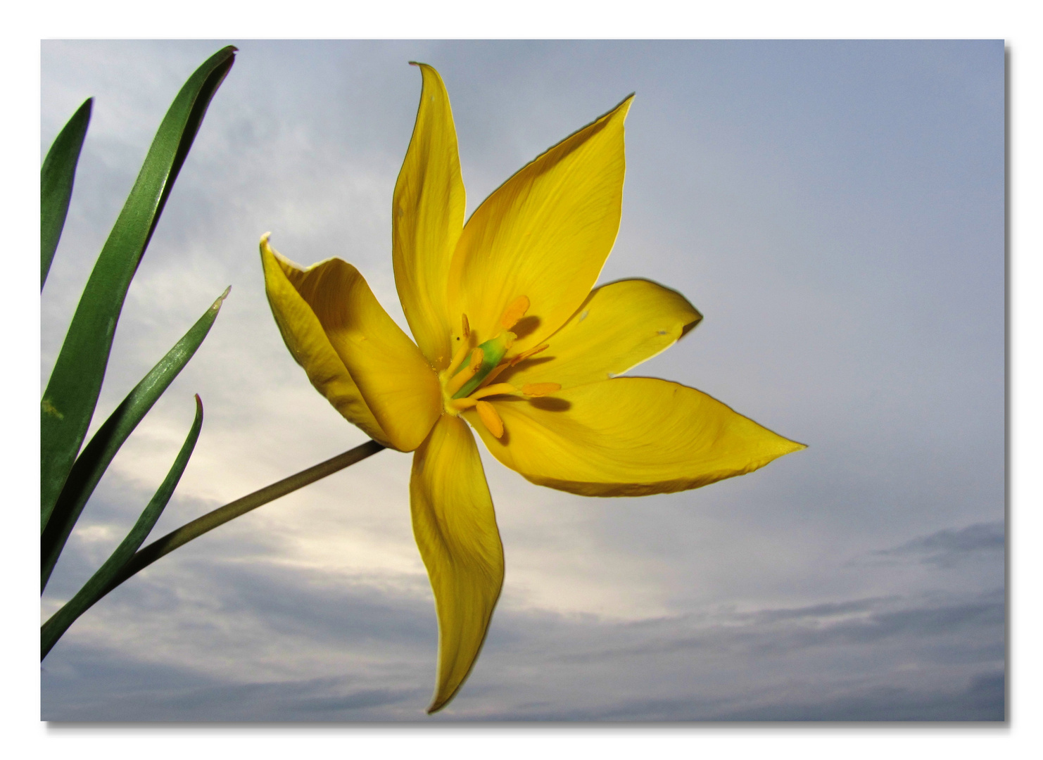 Wilde Tulpe (Tulipa sylvestris) Foto & Bild pflanzen, pilze